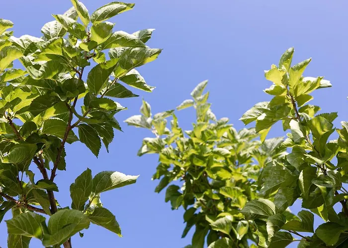 Διαμέρισμα Chioureas